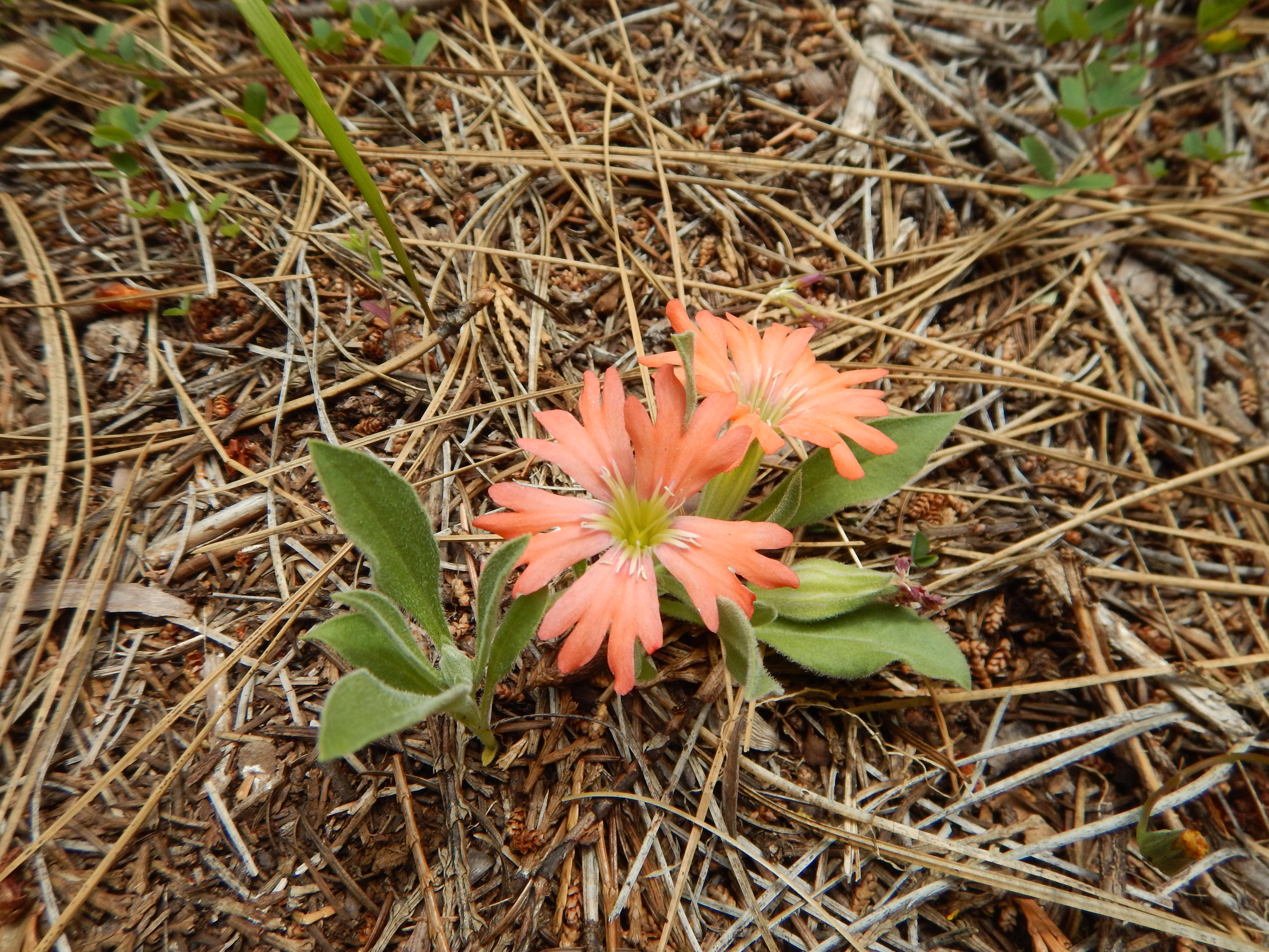 Botany Image 1